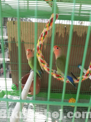 Adult pair Love Bird